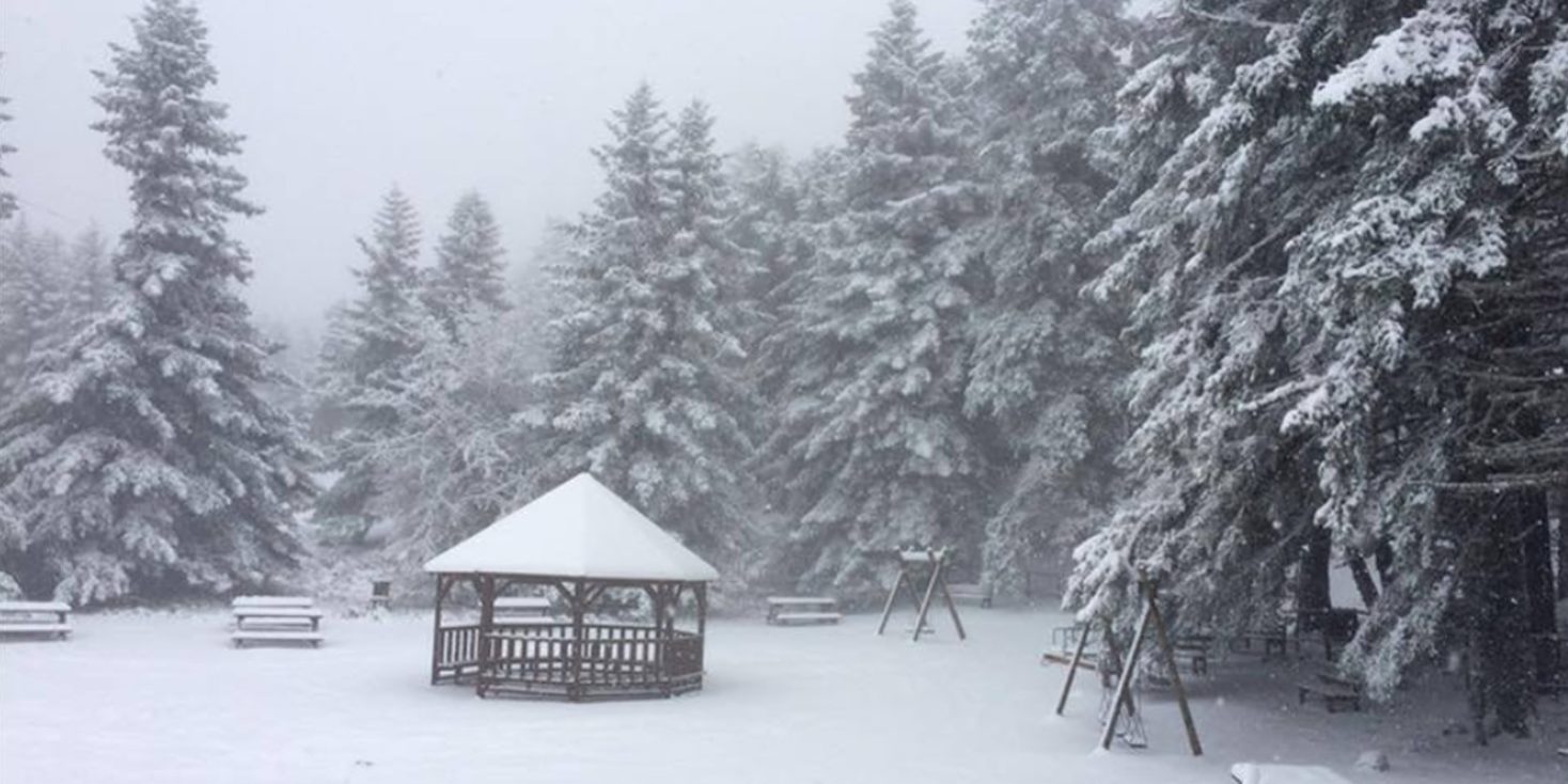 Δάση ελάτης