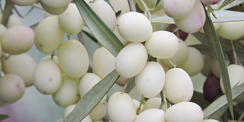 Η ποικιλία της λευκής ελιάς προέρχεται από την κλωνοποίηση ενός δέντρου της Κάσου