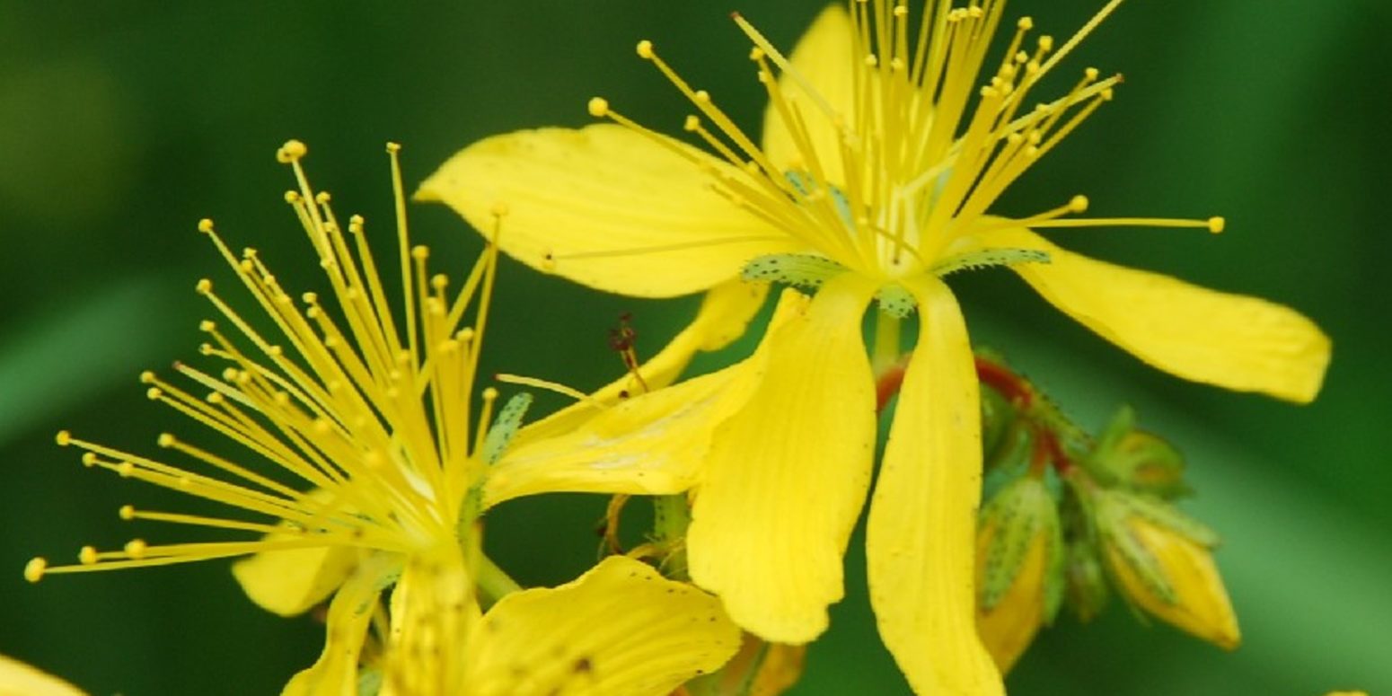 Νέο είδος από τις Κυκλάδες