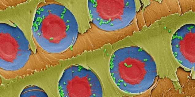 Το ξύλο του πεύκου ως φίλτρο για πόσιμο νερό