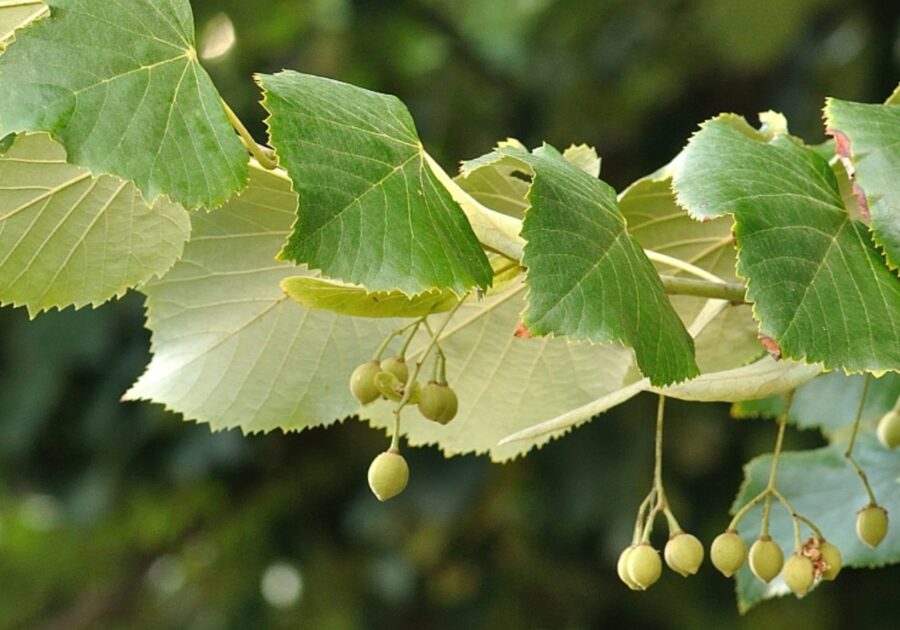 Το τίλιο, το φλαμούρι και φιλύρα