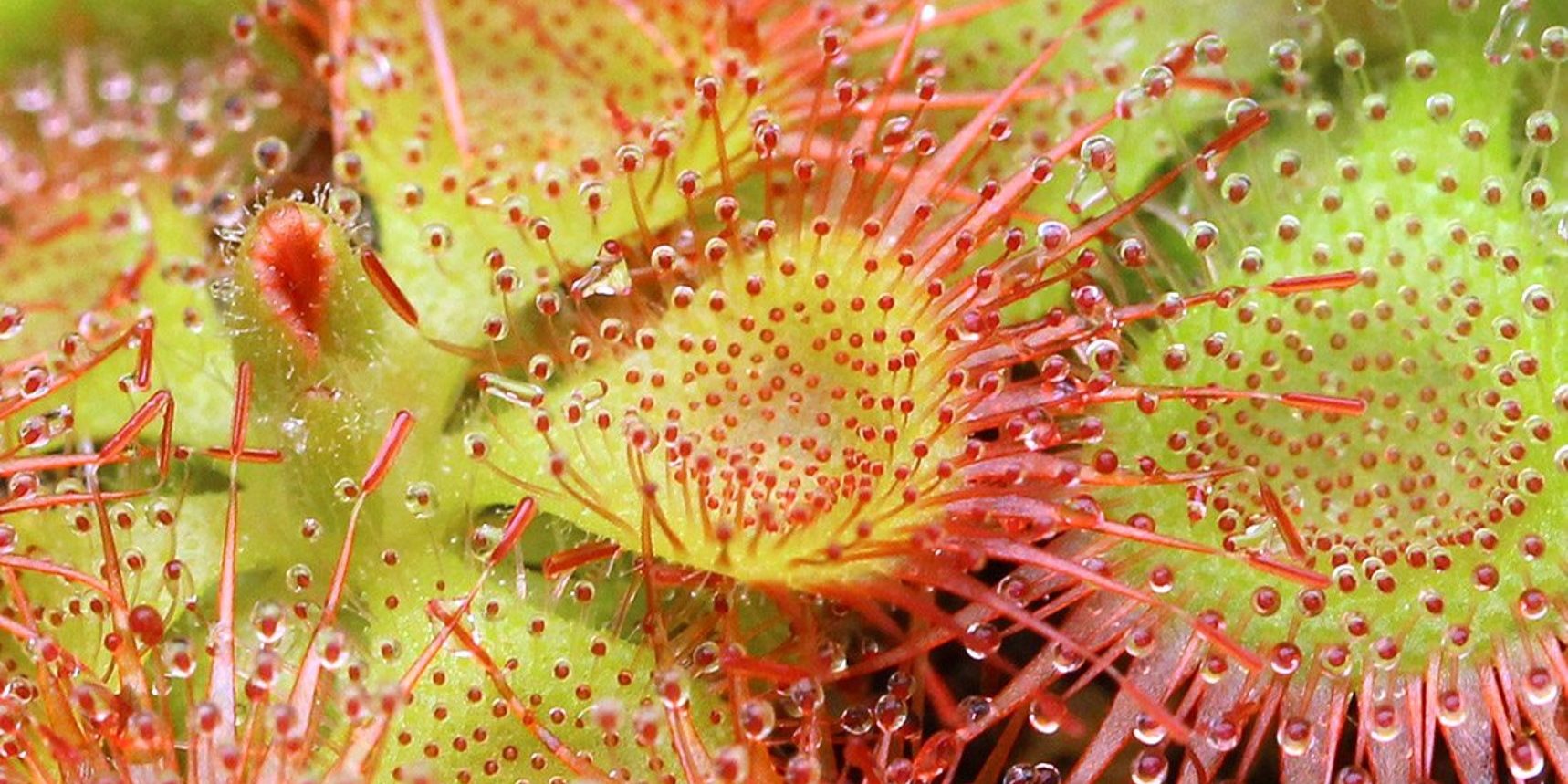 Drosera