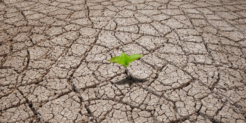 Tα φυτά, στις δύσκολες συνθήκες, αντιστέκονται