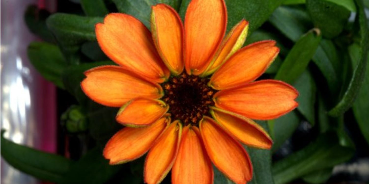 Tο πρώτο φυτό που άνθισε στο διάστημα