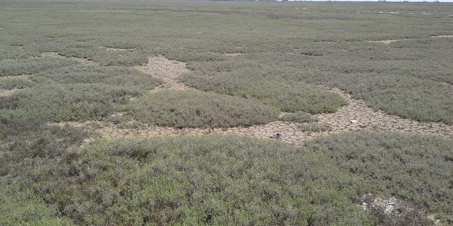 Έβρος Δέλτα