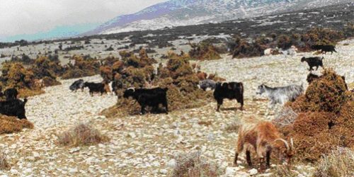 Αίτια υπερβόσκησης και η σημασία της για την ερημοποίηση