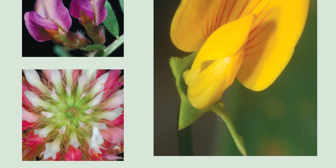 Βιβλίο για τα ψυχανθή είδη στη βόρεια Ελλάδα