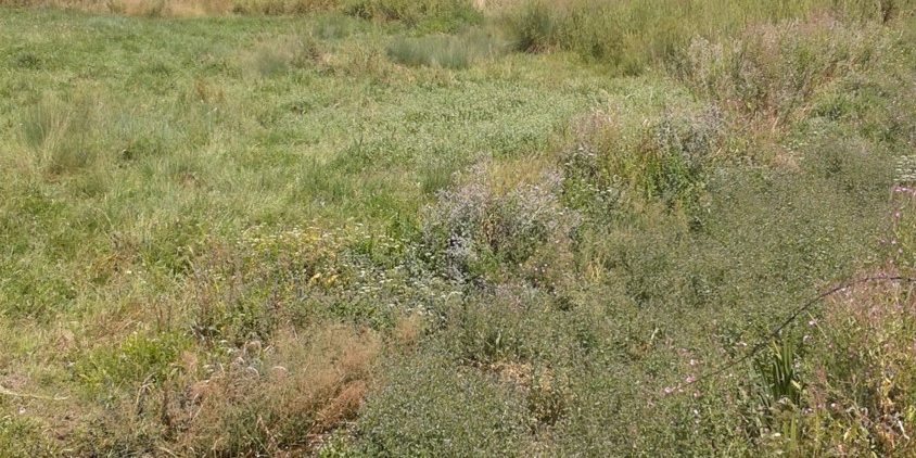 Διάκριση βλάστησης σε ζώνες βλάστησης