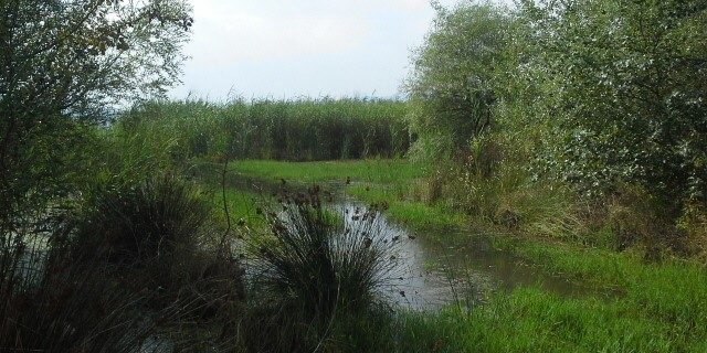Εξέλιξη της βλάστησης – Φυτοκοινωνίες κλίμαξ