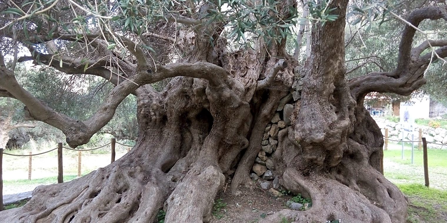 Η ελιά του Αζοριά (Κρήτη), το αρχαιότερο δείγμα μπολιάσματος στον κόσμο