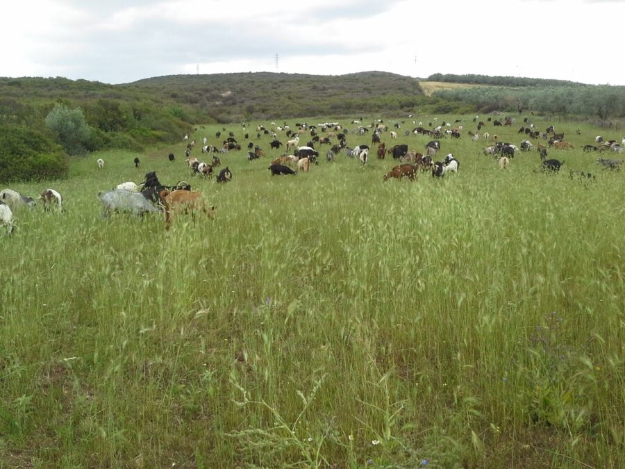 Μορφές εκμεταλλεύσεων στην Ελλάδα