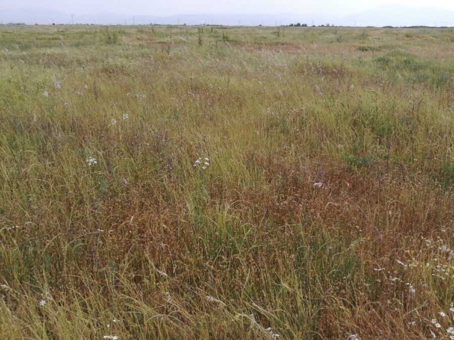 Μορφογένεση λιβαδικών φυτών