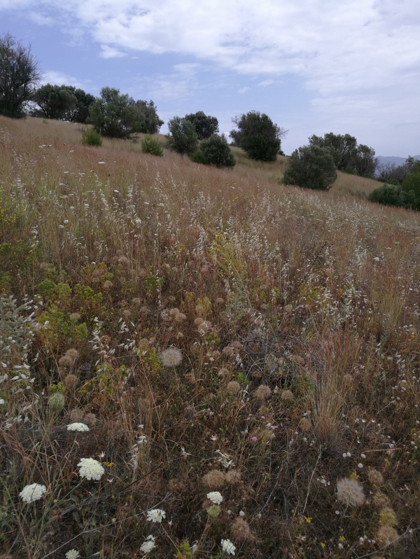 Πως διαφέρουν τα λιβάδια, οι βοσκότοποι και οι λειμώνες