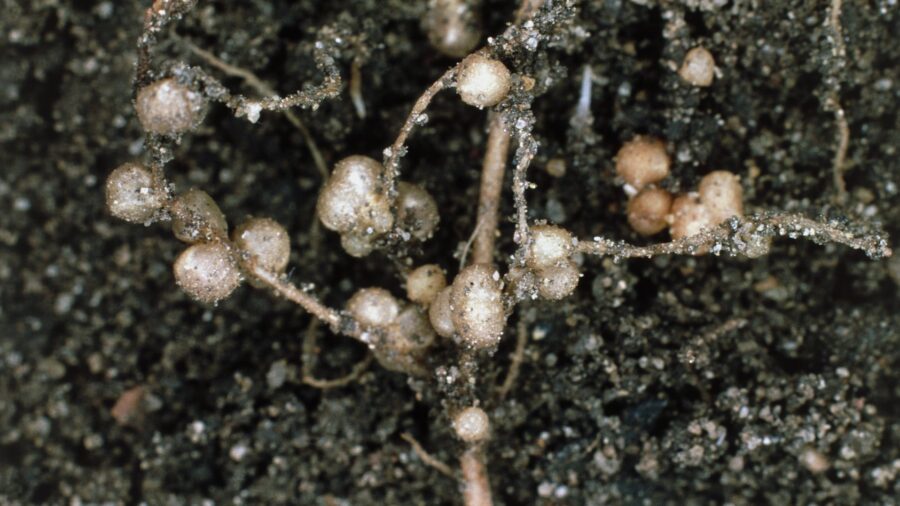 Ριζικά φυμάτια