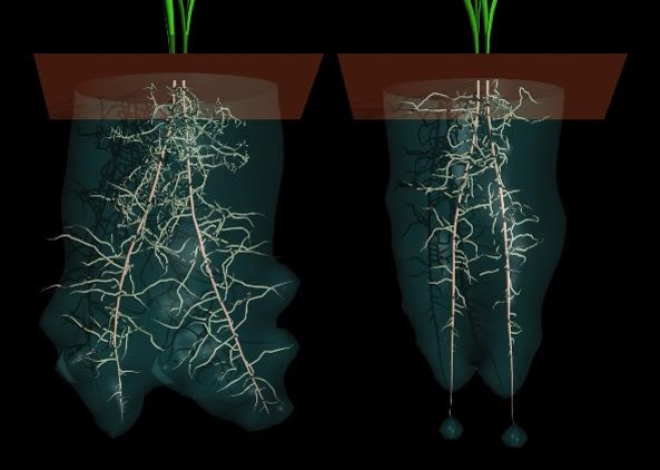 Ριζοδερμίδα