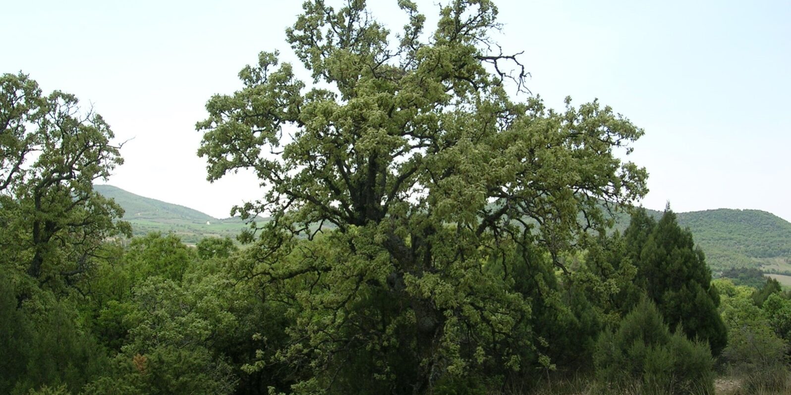 Σύμπλεγμα Έβρου
