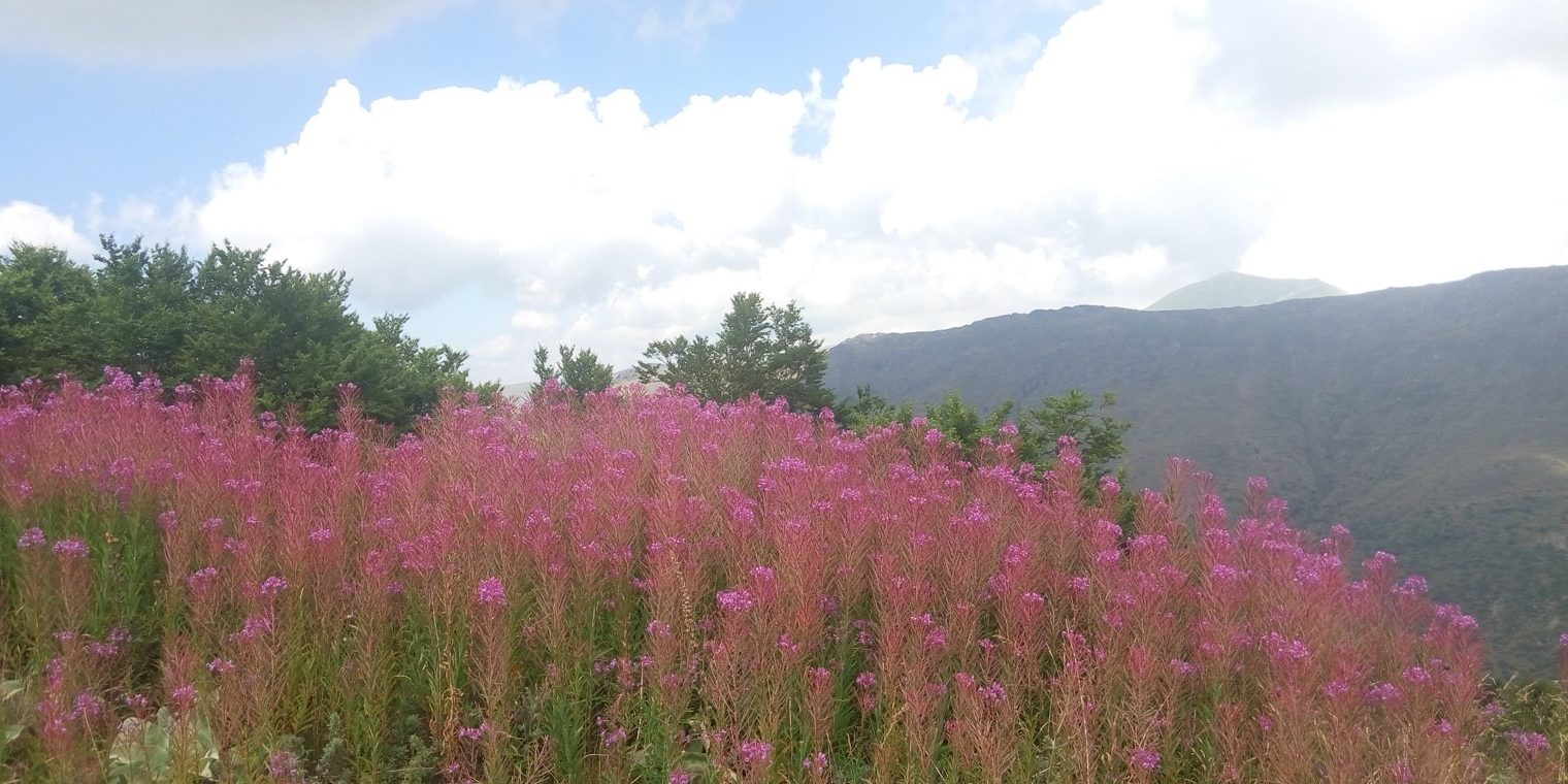 Σύνθεση λιβαδικής βλάστησης