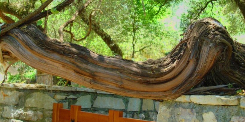 Το μεγαλύτερο σε ηλικία κλήμα στον κόσμο με κάτι χιλιετίες διαφορά από τα άλλα