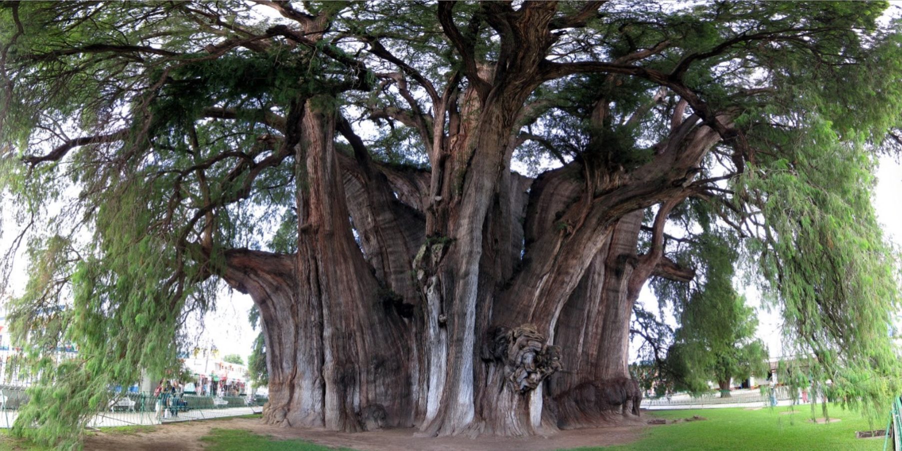 Το μεγαλύτερο σε πλάτος δέντρο του κόσμου