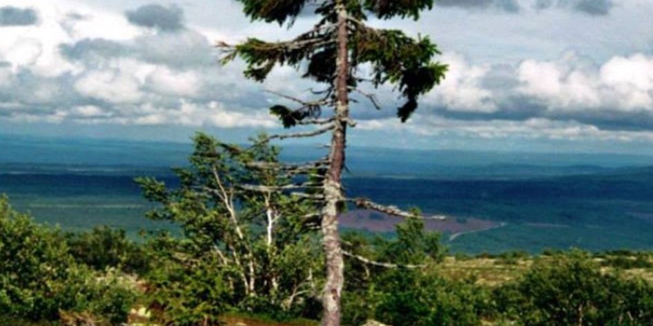 Ερυθρελάτη