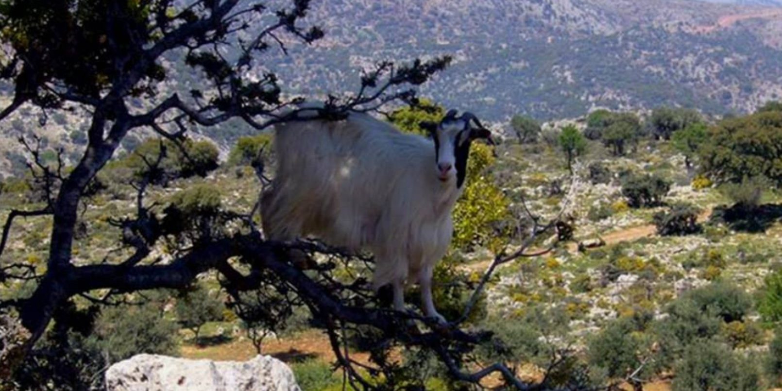 Η επιβίωση του πουρναριού μέσα στους αιώνες