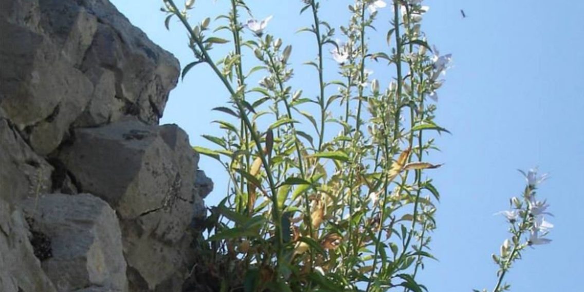 Καμπανούλα