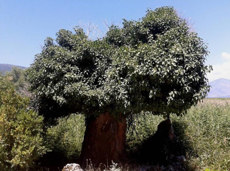 Κισσός Πρέσπας