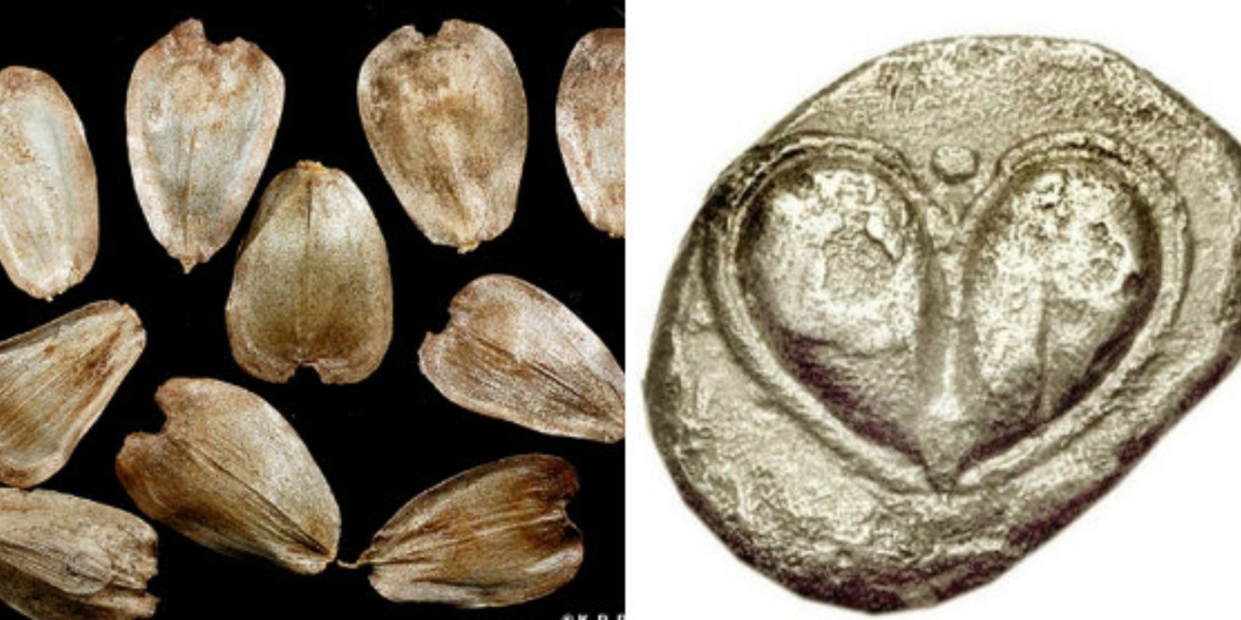 Ο καρπός του εξαφανισμένου φυτού σύλφιο από το οποίο μπορεί να προέρχεται το σχήμα της καρδιάς