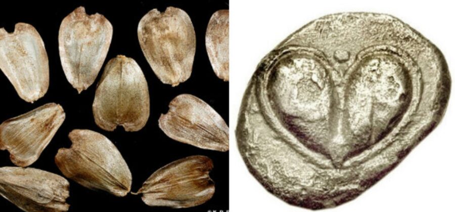 Ο καρπός του εξαφανισμένου φυτού σύλφιο από το οποίο μπορεί να προέρχεται το σχήμα της καρδιάς