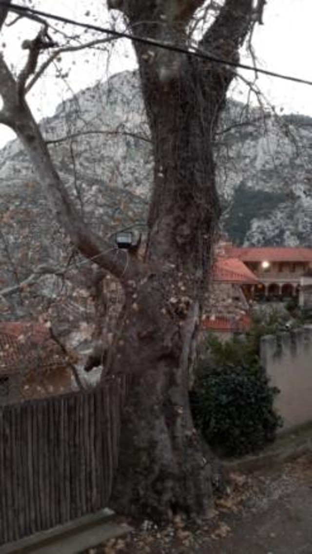 Ο πλάτανος του ληστή