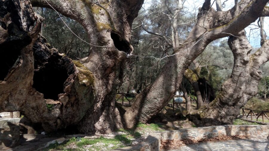 Πλάτανος Βλάτους