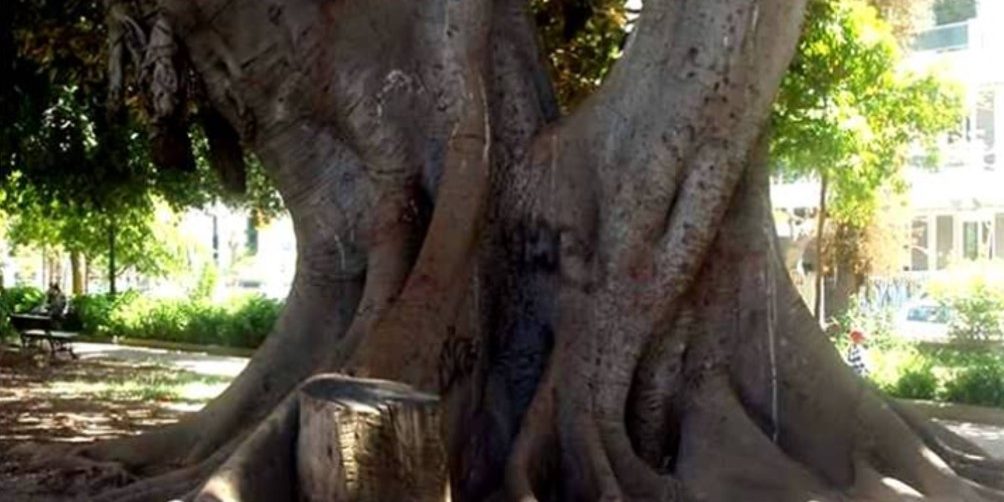 Υπραιωνόβιο Χανιά