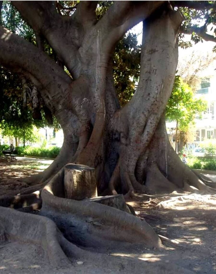 Υπραιωνόβιο Χανιά