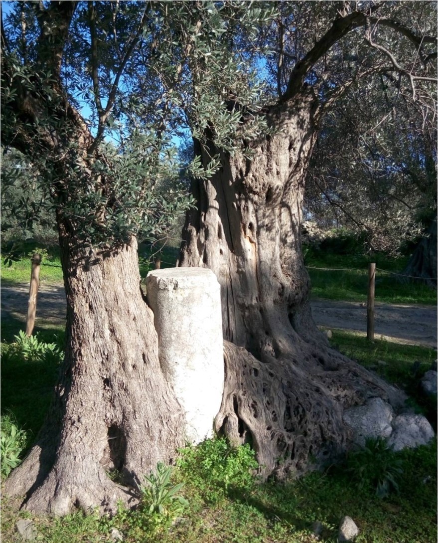 ελιά Γόρτυνας
