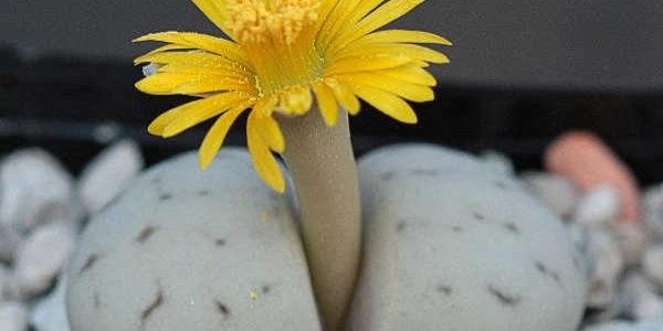 Lithops