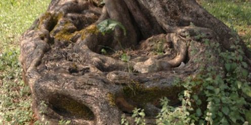 Ελιά Λάκκου – Σαμωνά