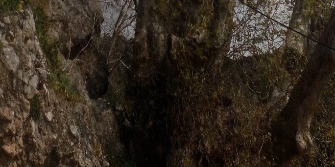 Ιερός πλάτανος των 99 πατέρων