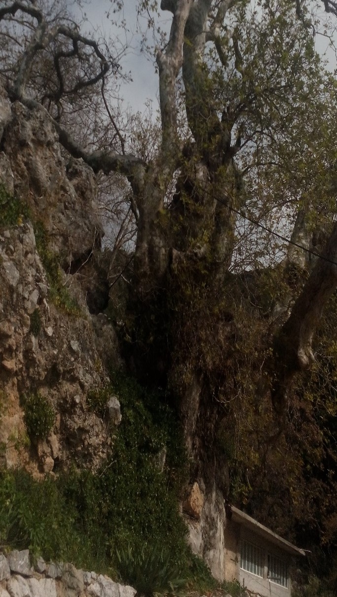 Ιερός πλάτανος των 99 πατέρων