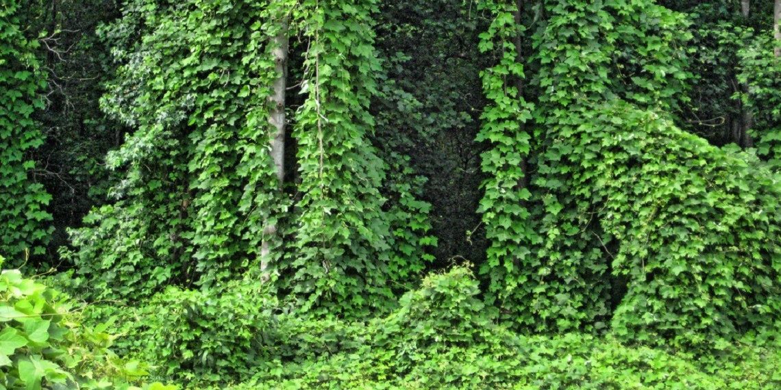 Ξενικά είδη_χλωρίδα