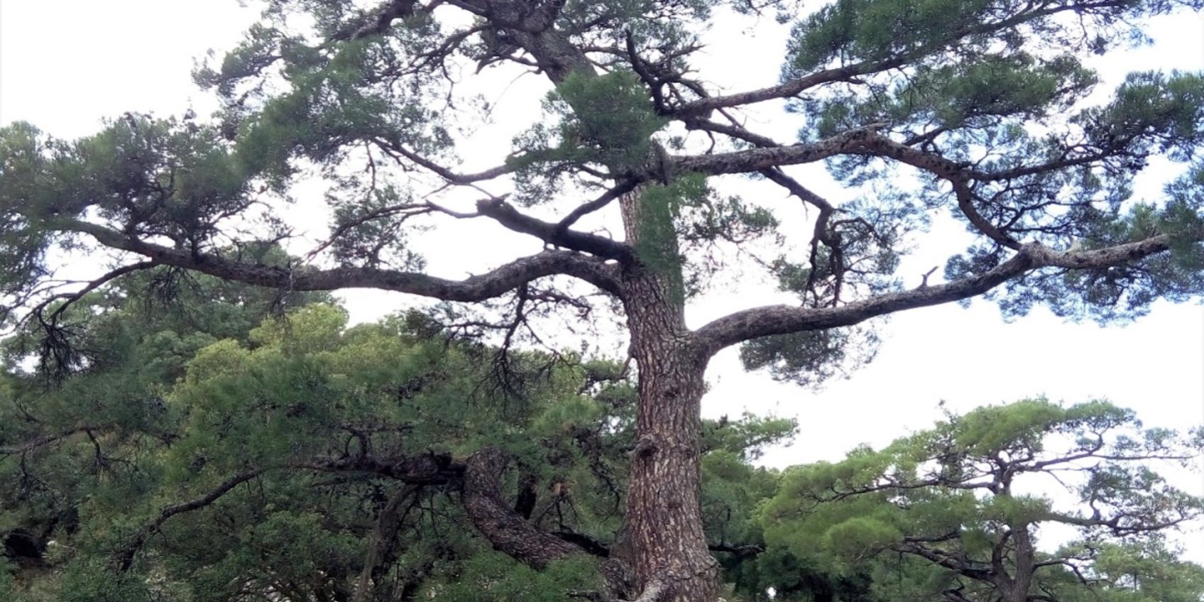 Το πεύκο του Κρουστά