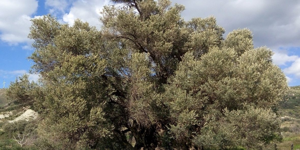 ελιά της Αγίας Παρασκευής στον Πανασό