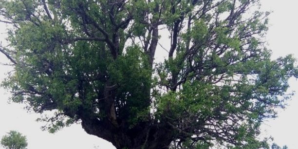 Αγριοαχλαδιά Σινιάτσικου