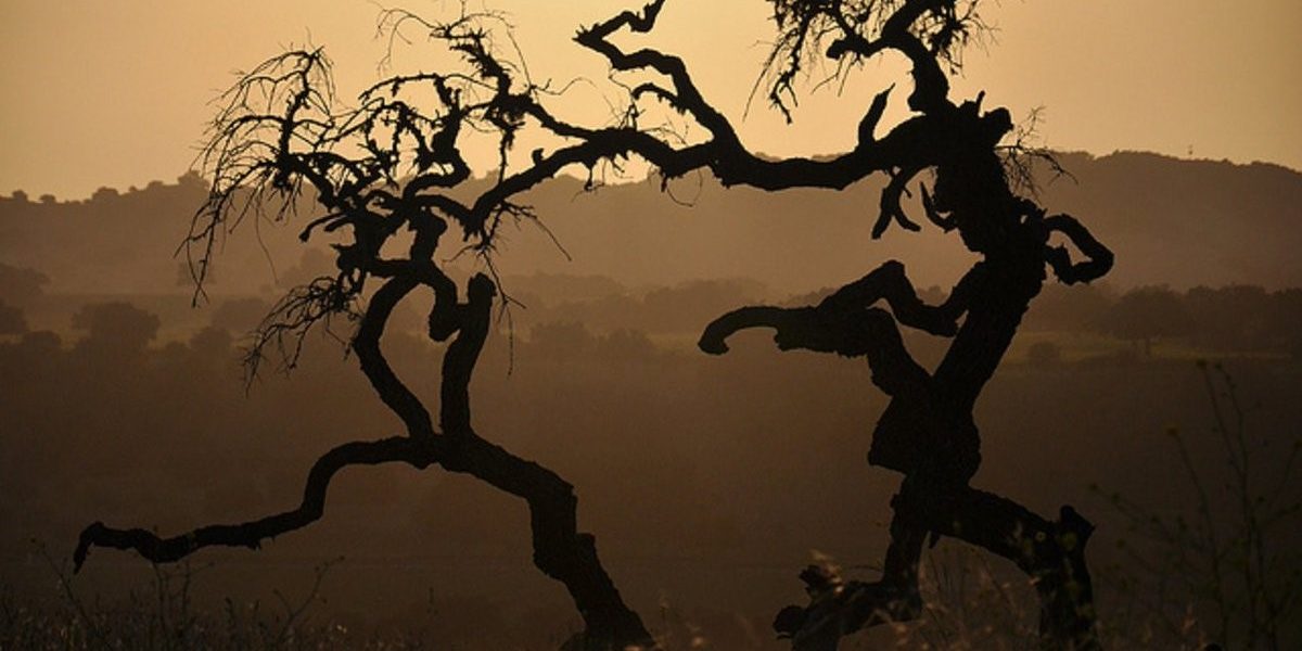 Δέντρα που χορεύουν