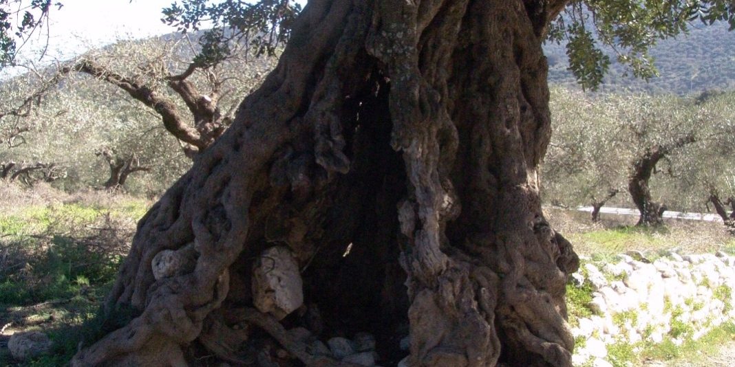 Η χαρουπιά στην εκκλησία Παναγία Κερά (Φωτογραφία Γεώργιος Λαγκαδινός)