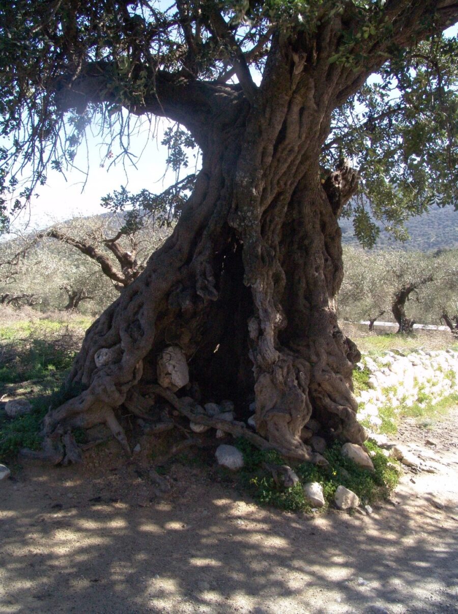Η χαρουπιά στην εκκλησία Παναγία Κερά (Φωτογραφία Γεώργιος Λαγκαδινός)