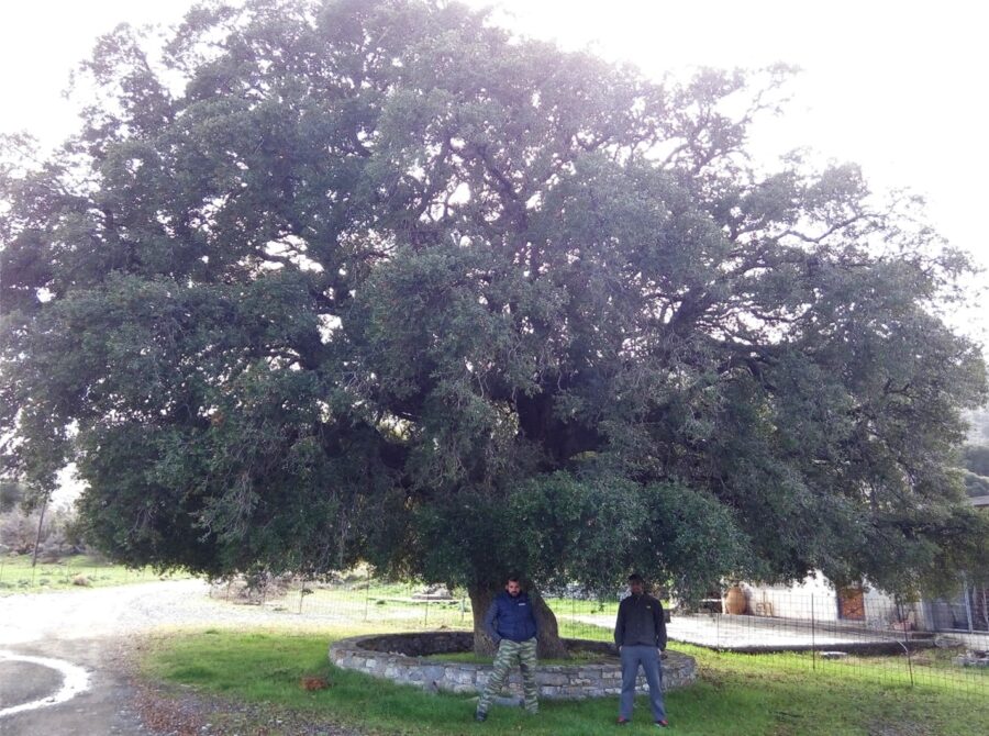 Σγουρός Πρίνος