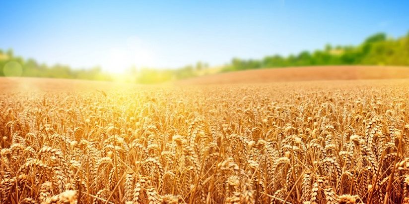 Το σιτάρι, ο Αιγαίας