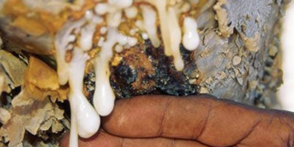 το γνωστό λιβάνι