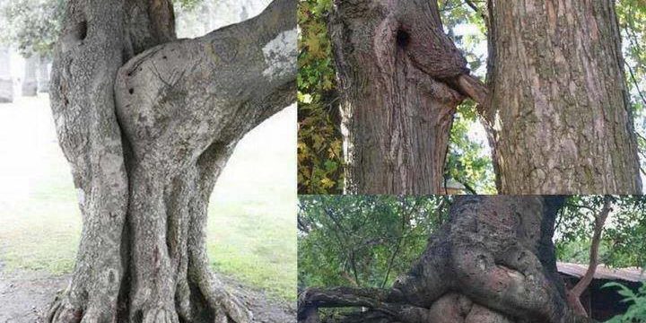 59234777_2094318517331862_5194240706553577472_n