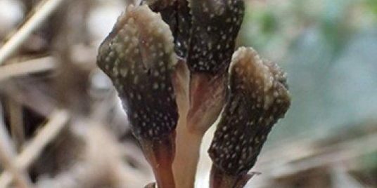 Gastrodia kuroshimensis